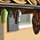 The Importance of Self-Talk | Butterfly emerging from a chrysalis