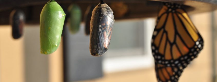 The Importance of Self-Talk | Butterfly emerging from a chrysalis